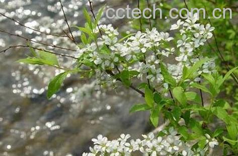 米饭花的药用功效与作用-0