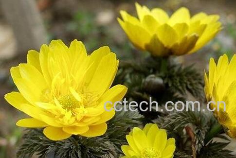 福寿草的功效与作用-0