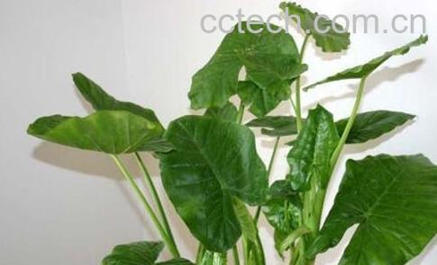 种植室内花草的方法-0