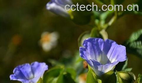 假酸浆花的功效与作用-0