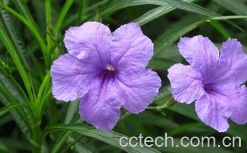 翠芦莉的功效和作用-0