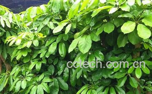 大叶伞怎么养 大叶伞的养殖方法-0