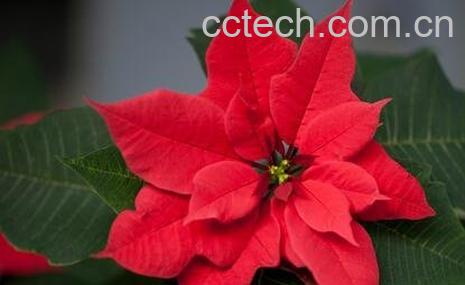 一品红的养殖方法和注意事项-0
