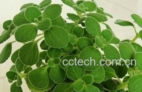 碰碰香有毒吗 碰碰香泡茶的食用方法-0