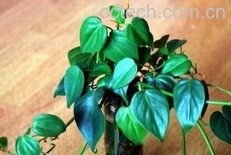 大心叶藤有哪些病虫害 大心叶藤病虫害防治-0