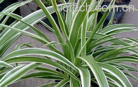 银边吊兰的养殖方法-0