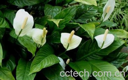 一帆风顺养殖方法和注意事项-0