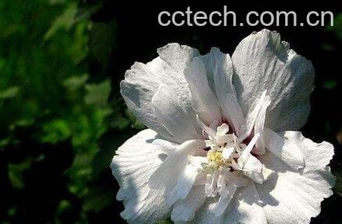 沙漠梅花的养殖方法-0