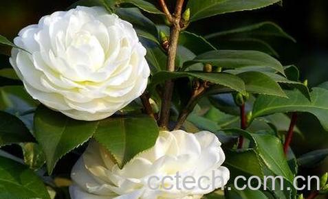 野山茶叶的功效与作用-0