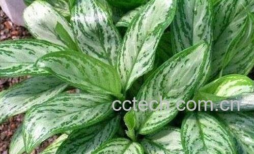 银皇后的养殖方法和注意事项-0