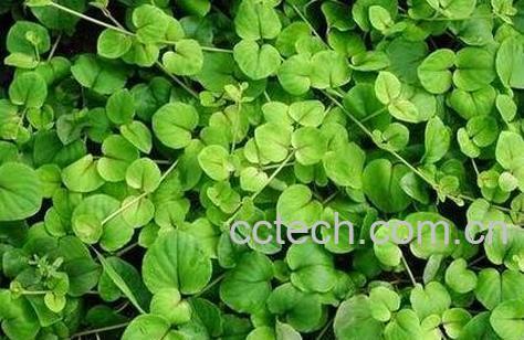 一串心的养殖方法和注意事项-0