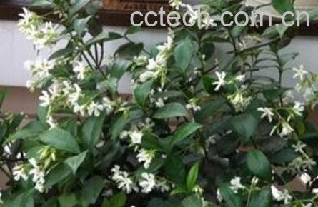 银丝茉莉的养殖方法-0
