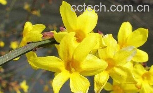  迎春花的养殖方法与注意事项-0
