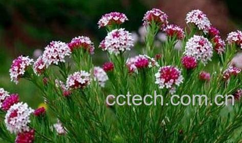 狼毒的禁忌及副作用-0