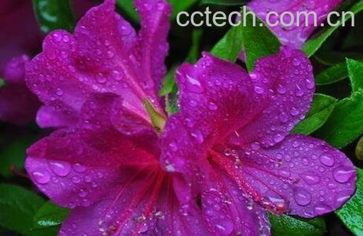 映山红的养殖方法与注意事项-0