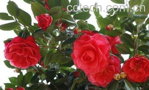 玉玲珑山茶花养殖方法-0