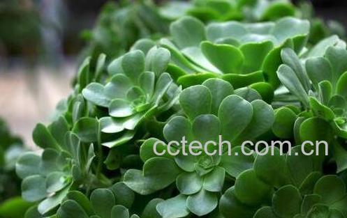 玉龙观音的养殖方法-0