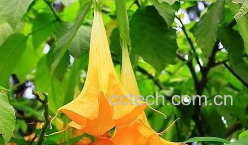 洋金花的副作用和禁忌-0