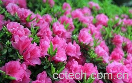 野生杜鹃花的养殖方法-0