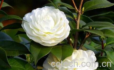 野生山茶花的养殖方法和注意事项-0