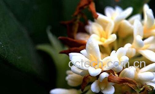 银桂花的养殖方法和注意事项-0