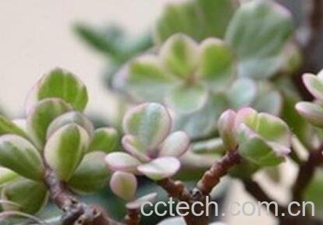 雅乐之舞的养殖方法和注意事项-0