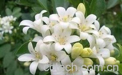 夜来香的盆栽养殖方法-0