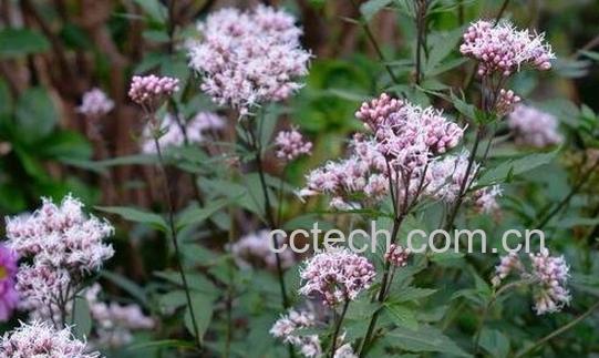 佩兰的食用方法及禁忌-0