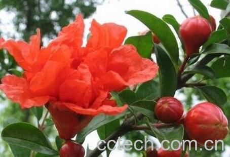 石榴花如何养殖 养殖石榴花的小技巧-0