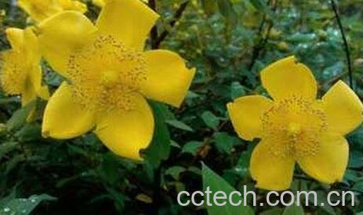 金丝梅的药用价值-0