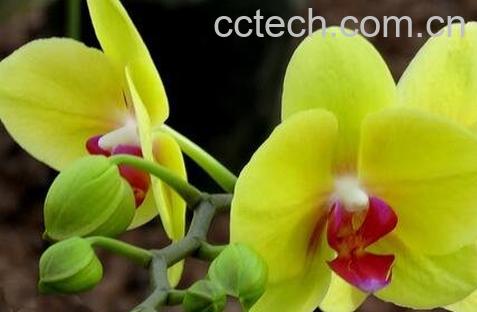  蝴蝶兰花养殖方法技巧-0