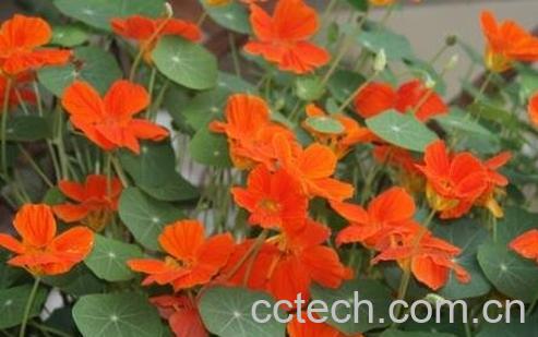 旱金莲养殖方法技巧-0