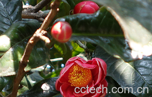 越南抱茎茶花养殖技巧-0