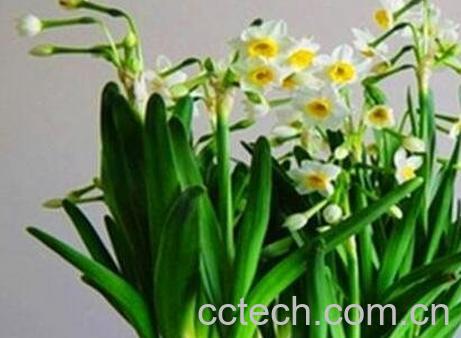 水仙花的养殖方法与注意事项-0
