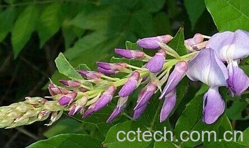  葛花的作用与功效及禁忌-0