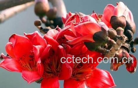 木棉花泡水喝的功效与作用-0