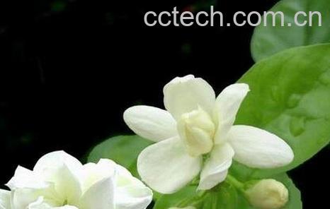 代代花的功效与作用-0