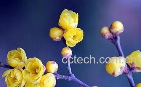  腊梅花的功效与作用及禁忌-0