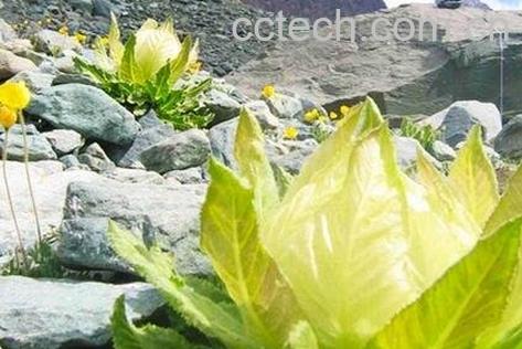 雪莲花的功效与作用及禁忌-0