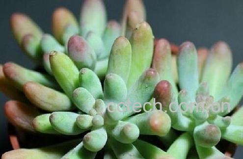 多肉植物怎么养-0