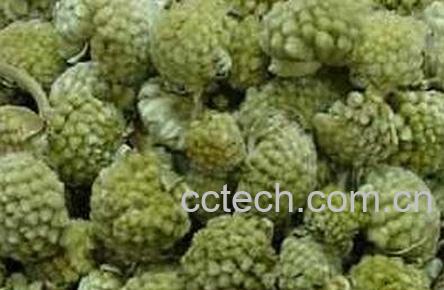  绿萝花的功效与作用-0