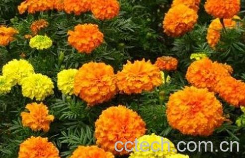 金盏花的功效与作用及禁忌-0