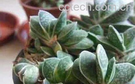 元宝兰的养殖方法-0