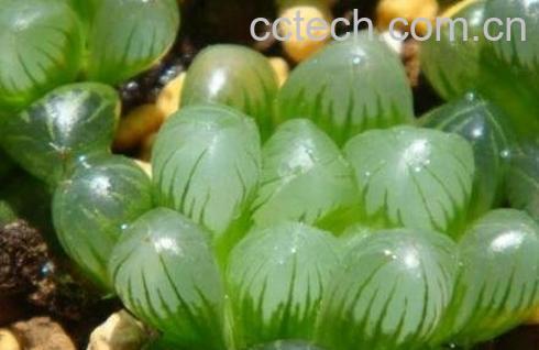 玉露的养殖方法与养护注意事项-0