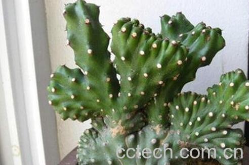 玉麒的养殖方法和注意事项-0