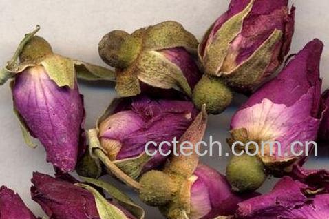 玫瑰花药用价值-0