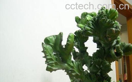 玉麒麟的养殖方法和注意事项-0