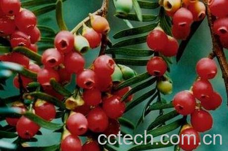 红豆杉的功效与作用及食用方法-0