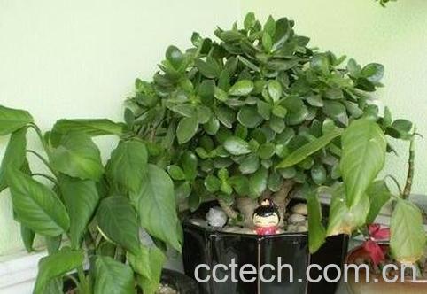 玉树养殖方法和注意事项-0