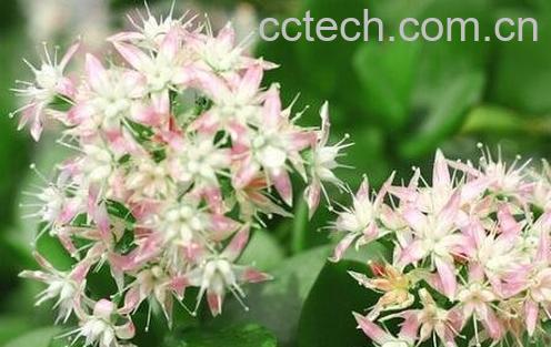 玉树花的养殖方法和注意事项-0